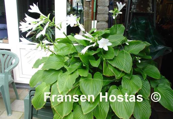 Hosta plantaginea